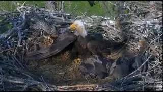 5/25/16 Bald Eagles poisoned by eating a dead rodent. Baby eagle died on camera.