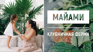 Клубничная ферма в Майами