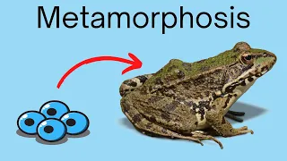 Frog Metamorphosis