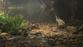 goliath tigerfish eats a crayfish