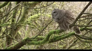 Barred Owl answers her mate with hoots of her own.