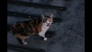 Som de gato miando ‐ cat meowing sound