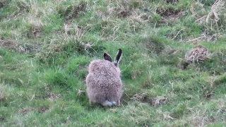 Hares in a windy Maulds Meaburn in Cumbria today.