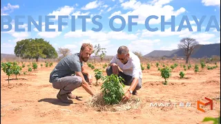 The Benefits of Chaya in Africa