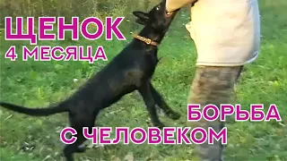 Щенок Немецкой Овчарки, 4 месяца. Раздел "Защита". Working German Shepherd. Protection. Puppy.