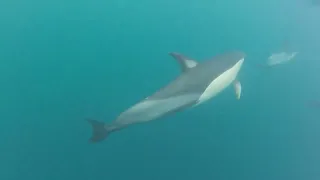 GREATEST Dolphin Experience - GoPro