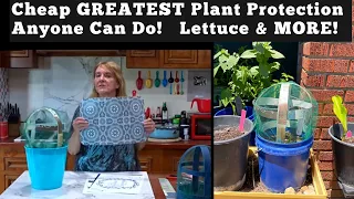 EASY DIY COVER How To Grow & Protect Lettuce & Vegetables, Container Gardening, Buckets, Flower Pots