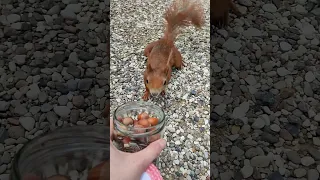 Wenn du einfach anders bist 🤣🫣#squirrel #eichhörnchen #lustig #meinewelt