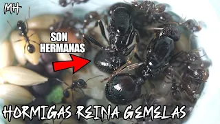 2 Hormigas Reinas hermanas empiezan a crear su hormiguero ❤️ El Mundo de las hormigas - Messor ants