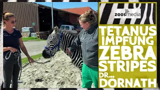 Dr. Doernath: Zebra STRIPS gets Tetanus vaccination 🦓 | zoos.media