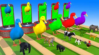 5 Giant Duck Cartoon,Tiger,Cow,rabbit,Gorilla,Chicken,Dog,Cat   Wild Animals Crossing Fountain 2023