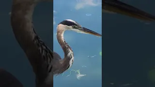 Great Blue Heron fishing, squawking and pooping