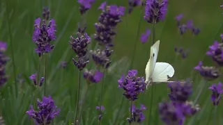 Butterfly gets leg stuck in flower in epic slow motion footage