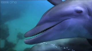 Dolphins purposely getting high on pufferfish Dolphins Spy in the Pod