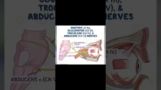 Anatomy of Oculomotor Abducens and trochlear nerves.#bscnursing #medical #nursing