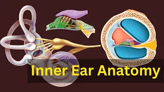 "Exploring the Wonders of Inner Ear Anatomy | A Comprehensive Guide"