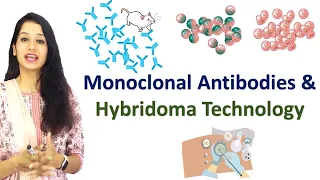 Monoclonal Antibodies and Hybridoma Technology I Immunotechniques I Immunology