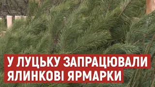 У Луцьку запрацювали ялинкові ярмарки. Скільки коштують новорічні дерева