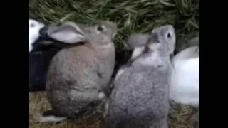 Кролики в яме 17 июня 2016