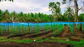 ampalaya farming 30 days after direct seeding