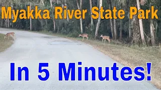 Myakka River State Park: RV Camping ⛺ Wildlife Encounters 🐊🦃 𐂂 Trails in Florida's Natural Gem