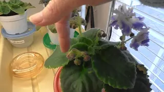 African Violet Question?