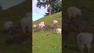Mountain Goat Parkour