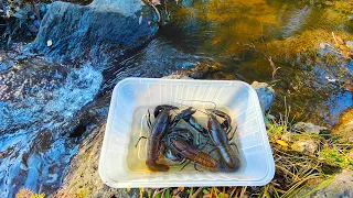 Can I Catch Trout Using These Big Yabbies For Bait