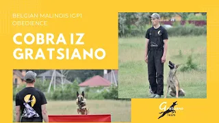 Belgian malinois IGP1 Obedience. Cobra iz Gratsiano