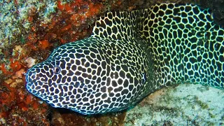 Facts: The Honeycomb Moray Eel