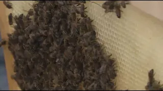 Пчеловодству обучают фермеры и бизнес-консультанты в ВКО