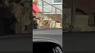 Собачий тигр сбежал из зоопарка 😂 #тигры #животные #animals