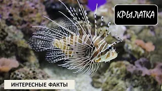 КРЫЛАТКА🐠/Рыбы/Животные/Интересные факты