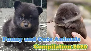 Cute baby animals Videos Compilation !!  Cute moment of the animals 2020 #1