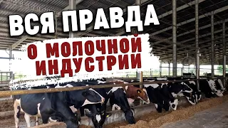 Дорогое молоко Технологическая коровья ферма