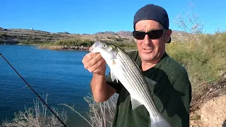 Return to Lake Mead! Lots of Striped Bass!