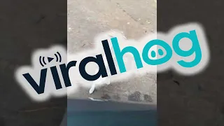 Road Crossing Kitten Chooses Her Human || ViralHog