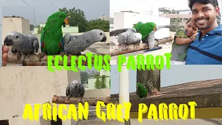 Fully Tamed Grand Eclectus Parrot & African Grey Parrots Outdoor Free Fly #eclectus #africangrey
