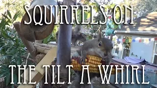Squirrels verses the Tilt a whirl