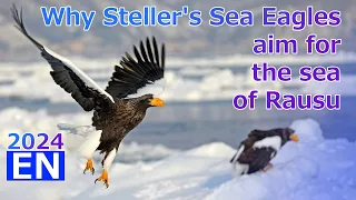 [2024] Why Steller's Sea Eagles aim for the sea of ​​Rausu