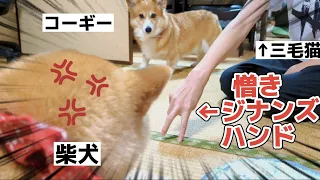 【犬猫アテレコ】やばい演劇部