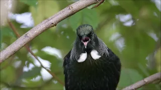 The Great Song, of the Tui  NZ