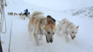 Greenland 2016 - Dog Sledding