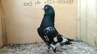 2 Pair Breeder Rampuri Pigeons