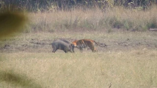 Tiger Attacks Wild Boar - Tadoba National Reserve ( see Description ). Situation flips at 7:30