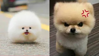 Tik Tok Chó Phốc Sóc Mini 😍 Funny and Cute Pomeranian #141