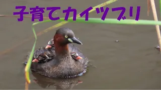 子育てカイツブリ