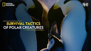 Survival Tactics of Polar Creatures | Hostile Planet | National Geographic