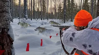 Охота на Волка с флажками. ДОБЫЛИ МАТЁРОГО! wolf hunting. 18+