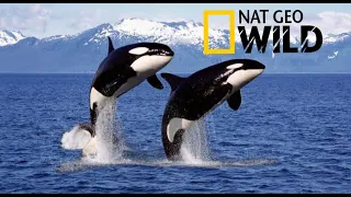 🐋Documental - ORCAS ASESINAS National Geographic